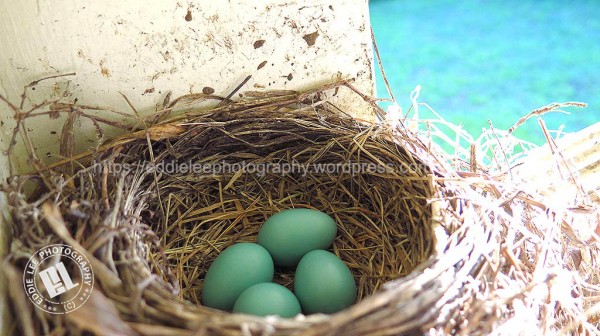 Turquoise color eggs